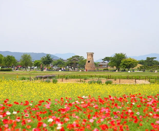 TOUR HÀN QUỐC MÙA HOA ANH ĐÀO 6N5Đ | HÀ NỘI - BUSAN - GYEONGJU - SEOUL - ĐẢO NAMI - TÀU ĐIỆN - NGẮM HOA ANH ĐÀO