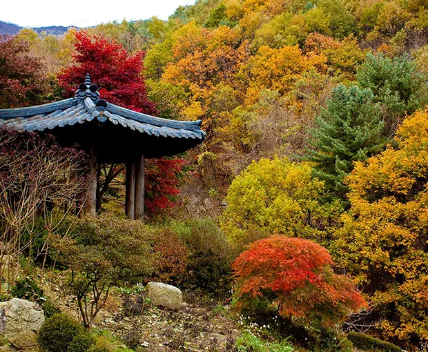 TOUR HÀN QUỐC MÙA XUÂN 5N4Đ | HÀ NỘI - SEOUL - NAMI - EVERLAND - NGẮM HOA ANH ĐÀO CÔNG VIÊN YEOUIDO - RỪNG SEOUL (Bay Vietnam Airlines)