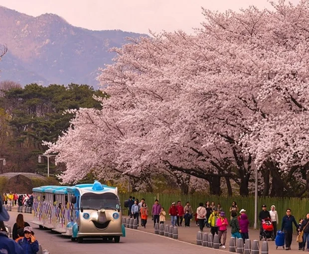 TOUR HÀN QUỐC MÙA HOA ANH ĐÀO 5N4Đ | HÀ NỘI - SEOUL - NAMI - MORNING CALM - EVERLAND - CÔNG VIÊN YEOUIDO