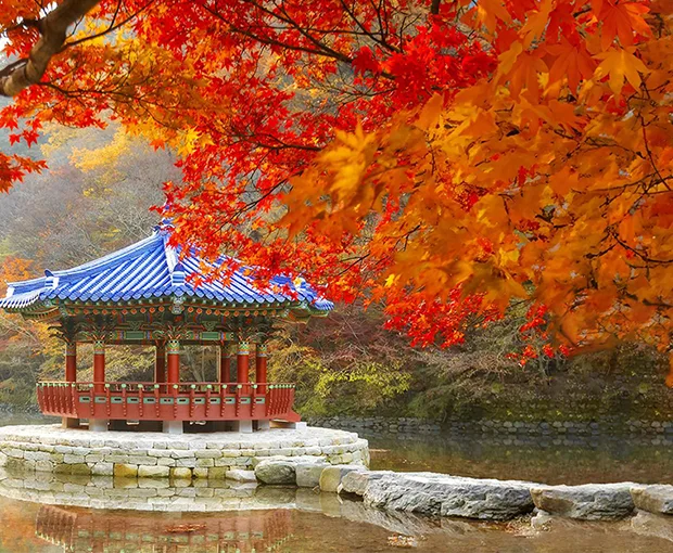 TOUR HÀN QUỐC MÙA HOA ANH ĐÀO 6N5Đ | BUSAN – GYEONGJU – SEOUL – ĐẢO NAMI – TÀU ĐIỆN – NGẮM HOA ANH ĐÀO