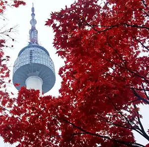 TOUR HÀN QUỐC MÙA THU 5N4Đ | SEOUL - NAMI - EVERLAND - HÁI TÁO