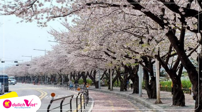 cong-vien-yeouido-seoul-han-quoc-du-lich-viet