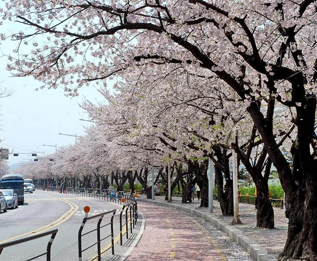 Du lịch Hàn Quốc mùa Hoa Anh Đào - Seoul - Nami - Lotte World - Hongdae Street từ Hà Nội 2025