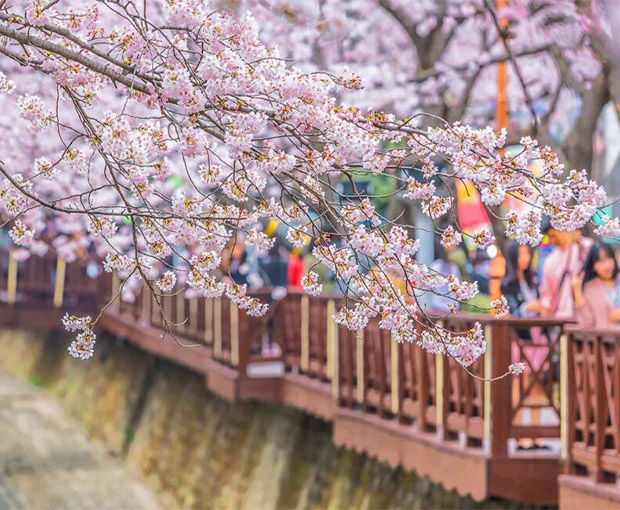Du lịch Hàn Quốc mùa Hoa Anh Đào - Seoul - Nami - Lotte World - Hongdae Street - Misa Gyeongjeong Park từ Hà Nội 2025