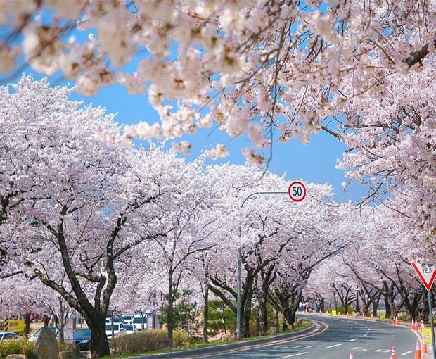 Du lịch Hàn Quốc mùa Hoa Anh Đào - Busan - Seoul - Đảo Nami - Incheon từ Hà Nội 2025