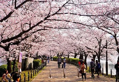 TOUR NHẬT BẢN MÙA HOA ANH ĐÀO 6N5Đ | OSAKA – KOBE - KYOTO – NAGOYA – PHÚ SĨ – TOKYO