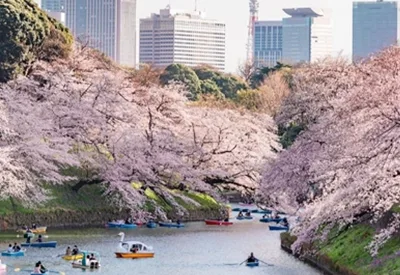 TOUR NHẬT BẢN MÙA HOA ANH ĐÀO 6N5Đ | TOKYO – NÚI PHÚ SỸ – NAGOYA - KYOTO – OSAKA