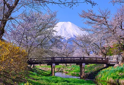 TOUR NHẬT BẢN MÙA HOA ANH ĐÀO 6N5Đ | OSAKA – KYOTO – NAGOYA – NÚI PHÚ SĨ – TOKYO
