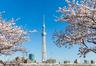 TOUR NHẬT BẢN MÙA THU 6N5Đ | OSAKA - KOBE - KYOTO - NÚI PHÚ SĨ - TOKYO