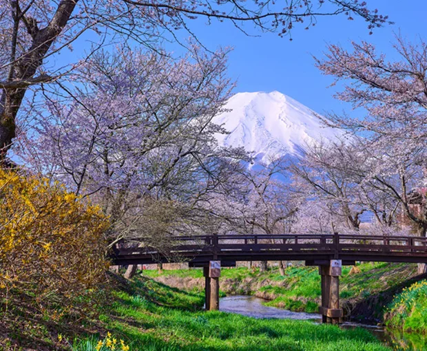 TOUR NHẬT BẢN MÙA HOA ANH ĐÀO 6N5Đ | OSAKA – KYOTO – NAGOYA – NÚI PHÚ SĨ – TOKYO