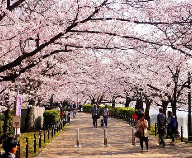 TOUR NHẬT BẢN MÙA HOA ANH ĐÀO 6N5Đ | OSAKA – KOBE - KYOTO – NAGOYA – PHÚ SĨ – TOKYO
