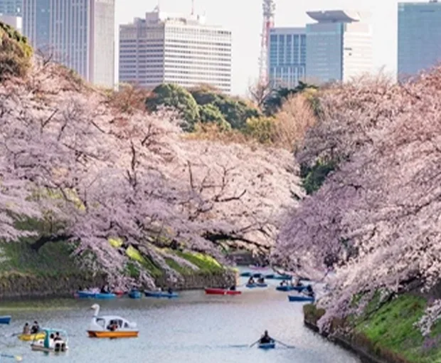 TOUR NHẬT BẢN MÙA HOA ANH ĐÀO 6N5Đ | TOKYO – NÚI PHÚ SỸ – NAGOYA - KYOTO – OSAKA