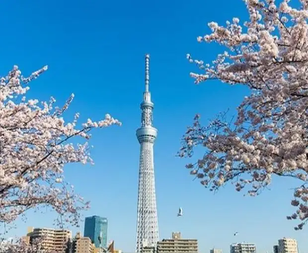 TOUR NHẬT BẢN MÙA THU 6N5Đ | OSAKA - KOBE - KYOTO - NÚI PHÚ SĨ - TOKYO