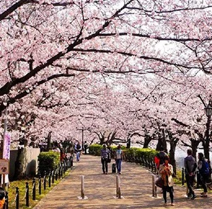 TOUR NHẬT BẢN MÙA HOA ANH ĐÀO 6N5Đ | OSAKA – KOBE - KYOTO – NAGOYA – PHÚ SĨ – TOKYO