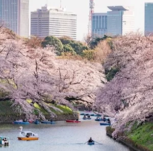TOUR NHẬT BẢN MÙA HOA ANH ĐÀO 6N5Đ | TOKYO – NÚI PHÚ SỸ – NAGOYA - KYOTO – OSAKA
