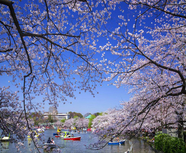 Du lịch Nhật Bản mùa Hoa Anh Đào - Nagoya - Osaka - Kyoto - Fuji Moutain - Tokyo từ Hà Nội 2025