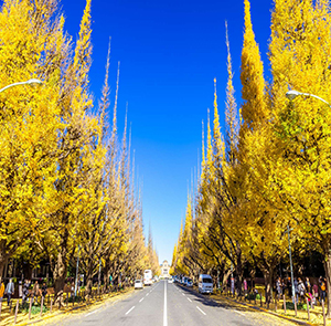 Du lịch Nhật Bản mùa Thu - Tour Osaka - Kobe - Kyoto - Núi Phú Sĩ - Tokyo từ Hà Nội 2025