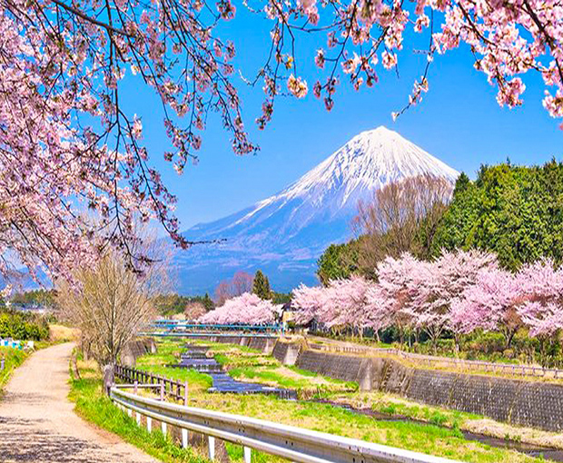 Du lịch Nhật Bản mùa Hoa Anh Đào - Tokyo - Fuji Moutain - Nagoya - Kyoto - Osaka từ Hà Nội 2025