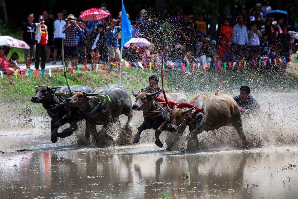 Lễ hội đua trâu Chonburi