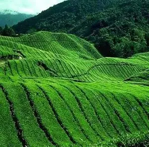 TOUR TRUNG QUỐC MÙA THU 3N2Đ | BÌNH DIÊN - DI LẶC - KIẾN THUỶ - MÔNG TỰ
