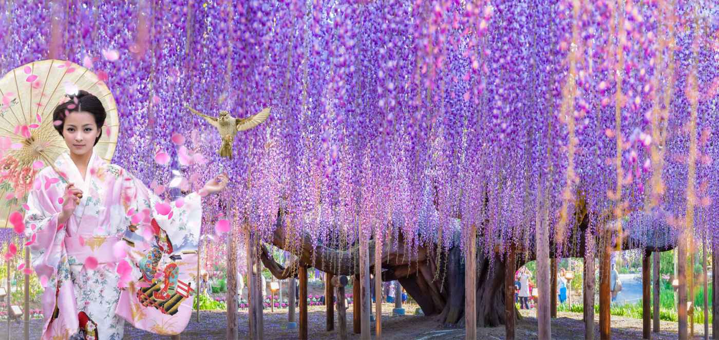 Hoa Tử Đằng rủ mềm mại như suối tại công viên Ashikaga