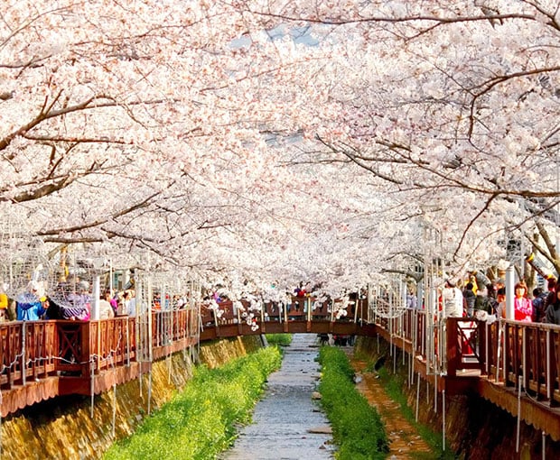 Du lịch Hàn Quốc mùa Xuân Seoul - Everland - Đảo Nami - Tháp Namsan từ Sài Gòn