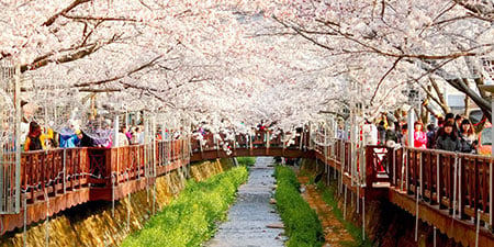 Du lịch Hàn Quốc mùa Xuân Seoul - Everland - Đảo Nami - Tháp Namsan từ Sài Gòn