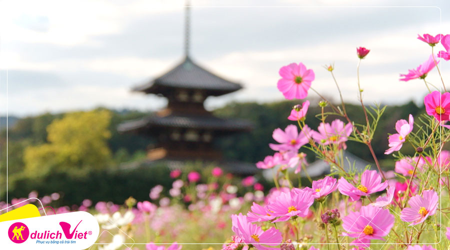 Du lịch Nhật Bản - Tour ngắm cánh đồng hoa Cosmos dưới chân núi Phú Sĩ từ Sài Gòn