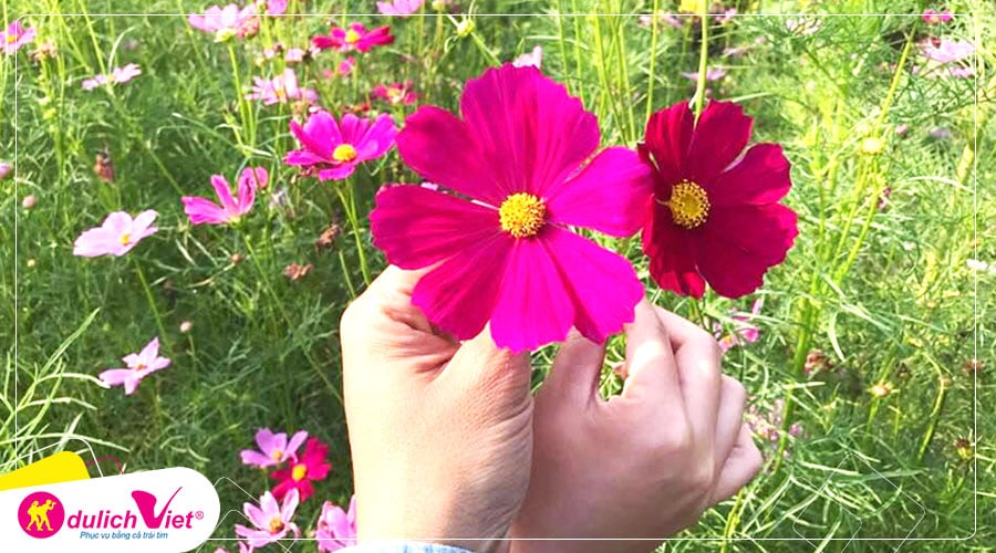Du lịch Nhật Bản - Tour ngắm cánh đồng hoa Cosmos dưới chân núi Phú Sĩ từ Sài Gòn