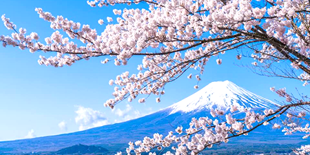 Du lịch Nhật Bản mùa hoa Anh Đào 2025 - Tokyo - Ibaraki - Hakone - Fuji từ Sài Gòn