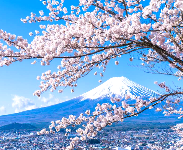 Du lịch Nhật Bản mùa hoa Anh Đào 2025 - Tokyo - Ibaraki - Hakone - Fuji từ Sài Gòn