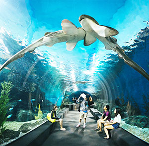 Du lịch Thái Lan mùa Thu tham quan thủy cung Pattaya từ Sài Gòn giá tốt