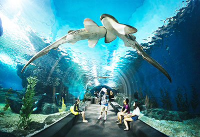 Du lịch Thái Lan mùa Thu tham quan thủy cung Pattaya từ Sài Gòn giá tốt