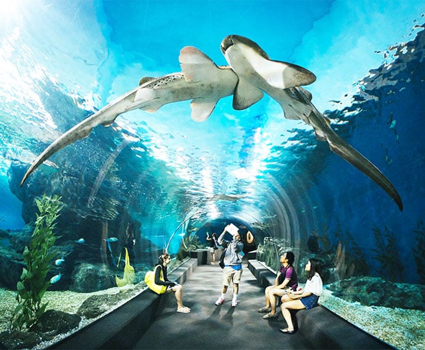 Du lịch Thái Lan mùa Thu tham quan thủy cung Pattaya từ Sài Gòn giá tốt