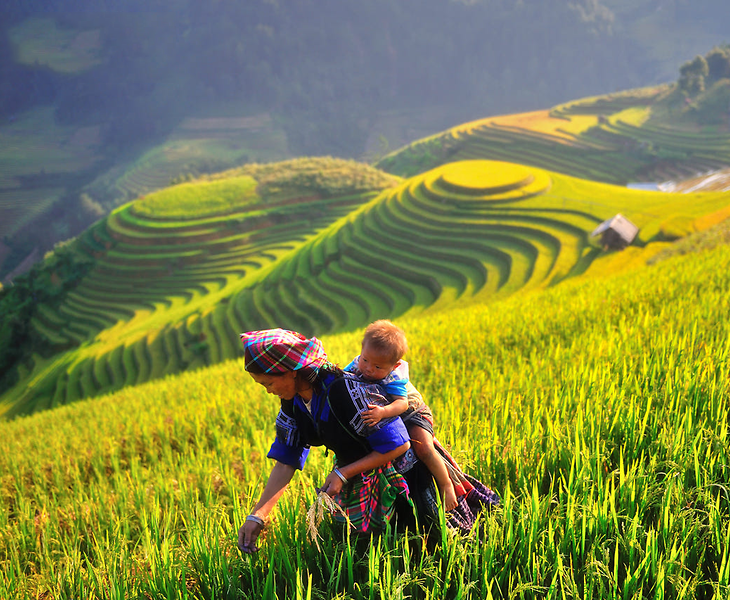 Du lịch Mù Cang Chải 2 ngày 1 đêm giá tốt khởi hành từ Hà Nội