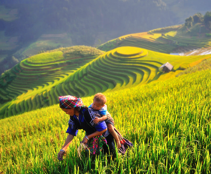 Du lịch Mù Cang Chải 2 ngày 1 đêm giá tốt khởi hành từ Hà Nội