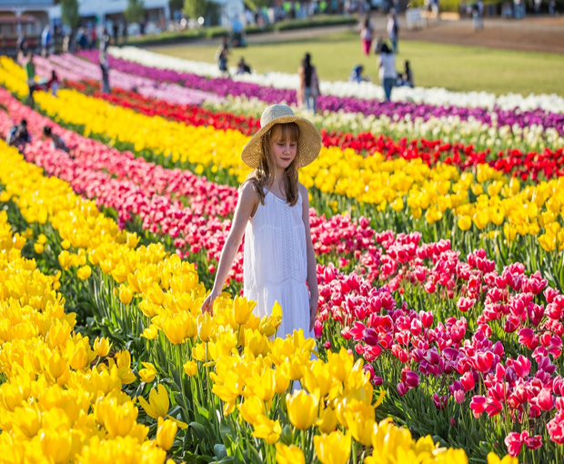 Tour du lịch Úc: Lễ hội hoa Tulip 5 ngày khởi hành từ Hà Nội
