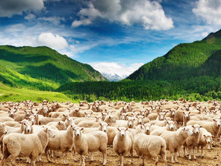 Du lịch New zealand lời hẹn mùa xuân 7 Ngày từ Hà Nội tết