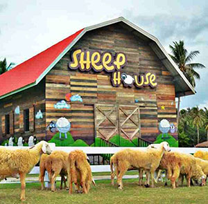 Vé tham quan nông trại cừu Pattaya (Sheep Farm)