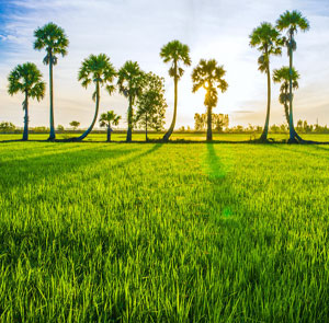 Du Lịch Miền Tây Sài Gòn - Tiền Giang - Mỹ Tho (T2-2015)