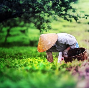 Du Lịch Miền Bắc - Hà Nội - Sapa 4 ngày giá tốt hè 2025