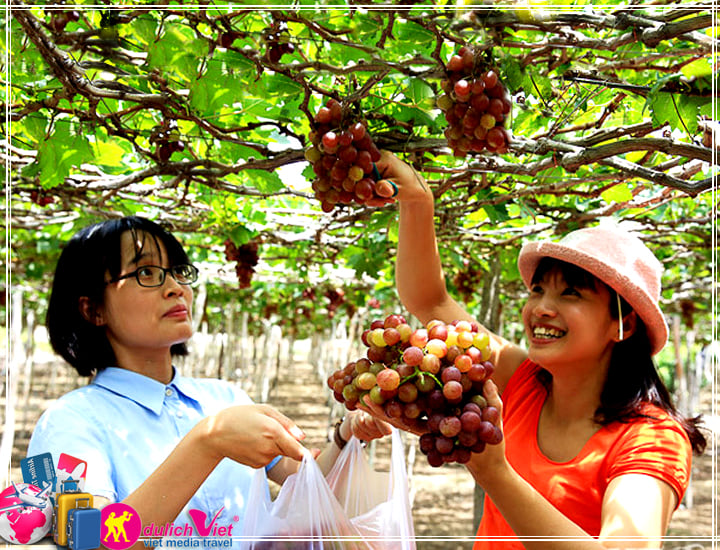 Du Lịch Đảo Bình Hưng - Ninh Chữ - Vườn Nho mùa thu giá tốt
