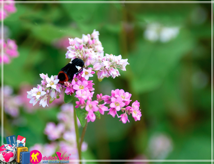 Tour Miền Bắc - Đông Bắc - Hà Giang 4 ngày khuyến mãi mùa hoa tam giác mạch 2025
