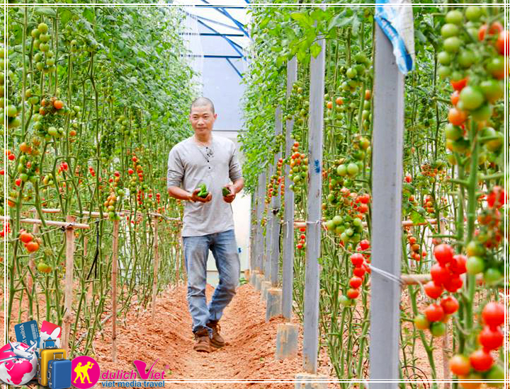 Du lịch Đà Lạt - trải nghiệm mới với nông trại Đà Lạt dịp Giỗ Tổ 10/03