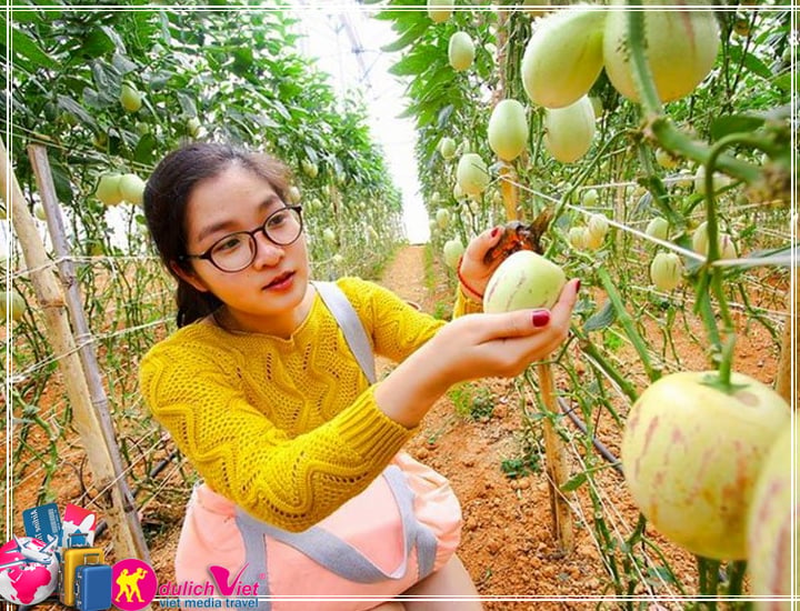 Du lịch Đà Lạt - Tham Quan Nông Trại Hoa, Vườn Rau 3 ngày dịp lễ 2/9