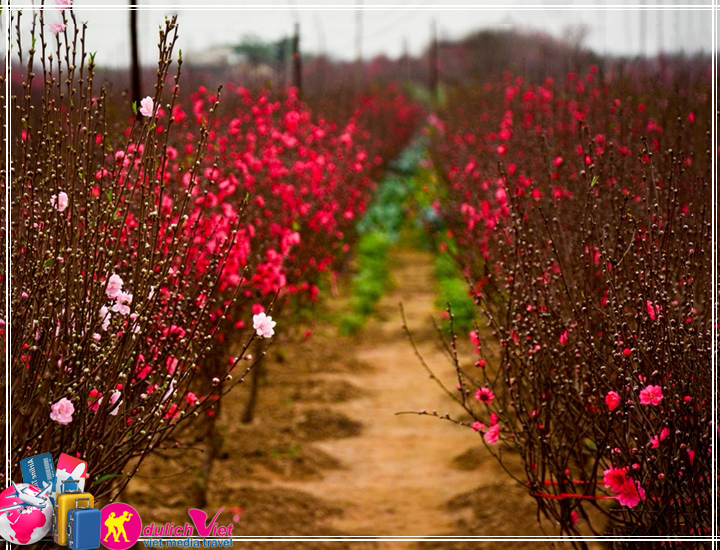 Du lịch Miền Bắc - Hạ Long - Bắc Ninh - Sapa 5 ngày Tết âm lịch 2025