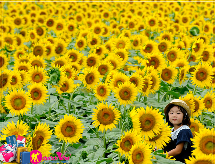 Du lịch Miền Trung 4 ngày khám phá Lễ hội Hoa Hướng Dương từ Sài Gòn