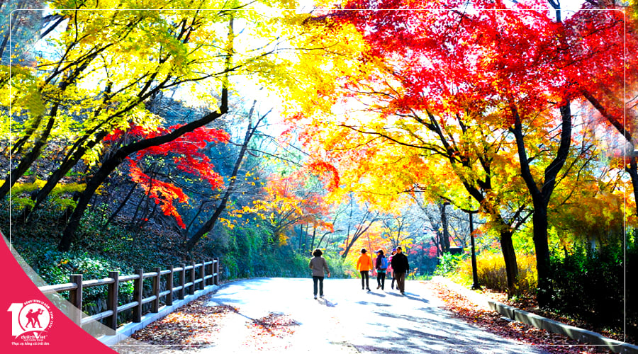Tour du lịch Hàn Quốc mùa Thu 2025 từ Sài Gòn giá tốt