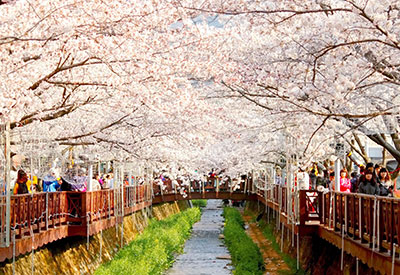 Du lịch Hàn Quốc mùa Xuân Seoul - Everland - Đảo Nami - Tháp Namsan từ Sài Gòn