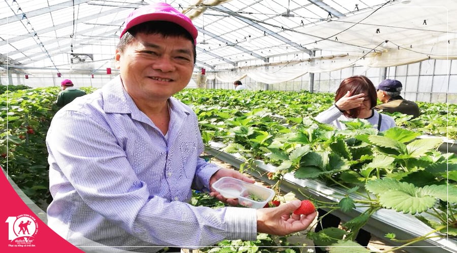 Tour du lịch Nhật Bản 5 ngày mùa Thu trải nghiệm hái trái cây từ Sài Gòn giá tốt 2025